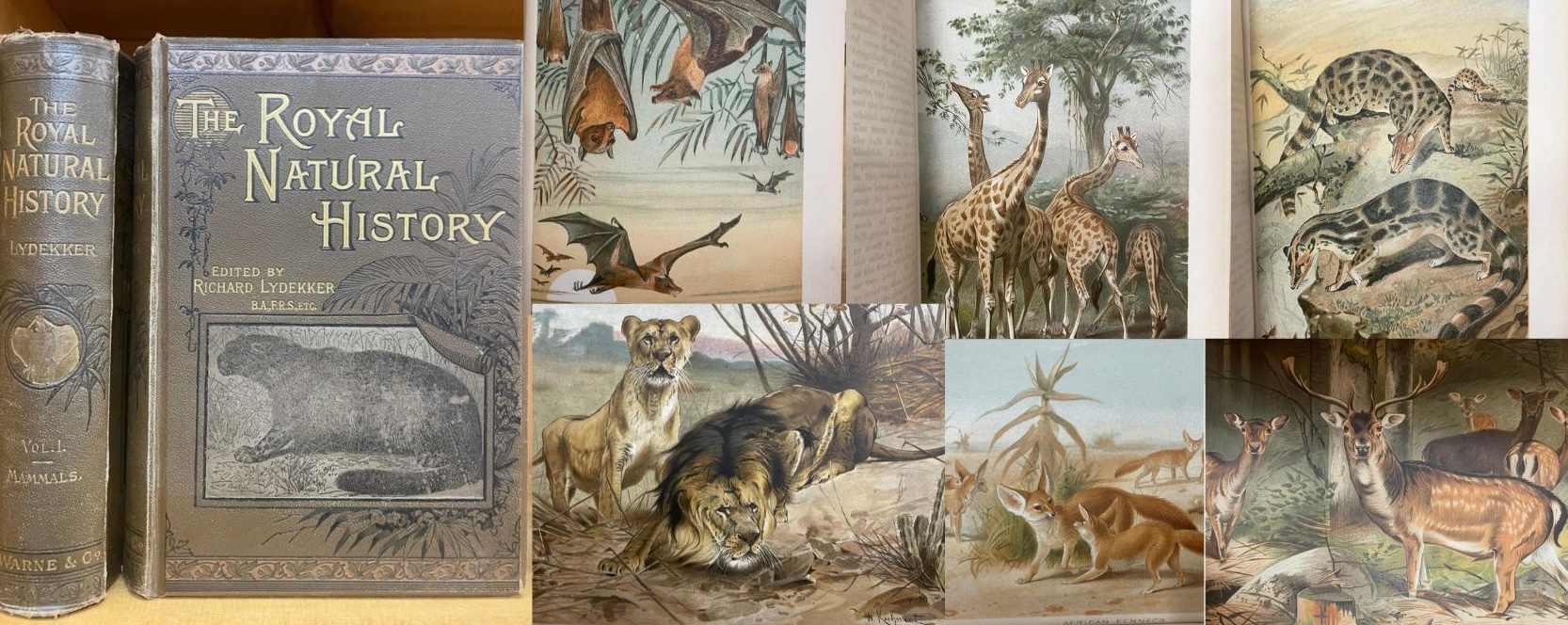 Vintage Case Books for Website - Royal Natural History